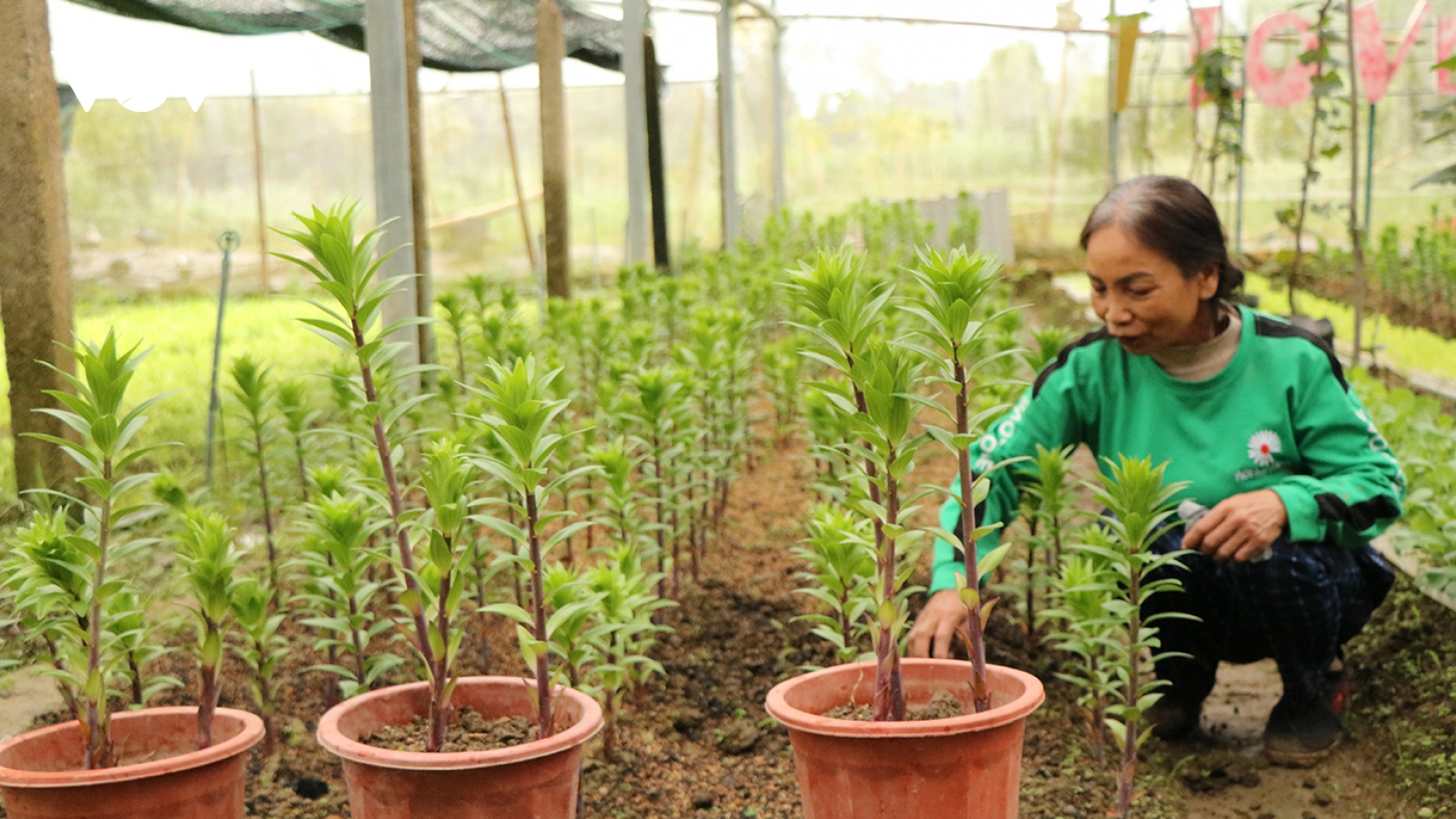 Mô hình trông hoa chất lượng cao tạo thu nhập ổn định cho nông dân vùng cao xứ Huế